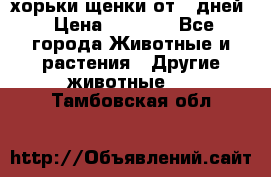 хорьки щенки от 35дней › Цена ­ 4 000 - Все города Животные и растения » Другие животные   . Тамбовская обл.
